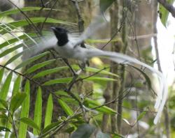 Indian paradise flycatcher in flight